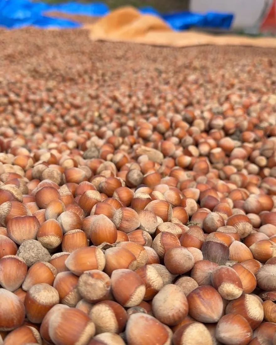 Hazelnuts drying in the sun on a tarp
