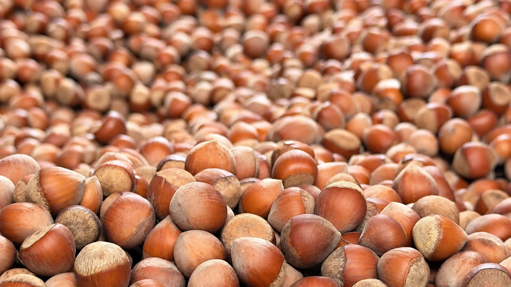 A pile of hazelnuts in the shell